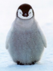 contrapositive penguin